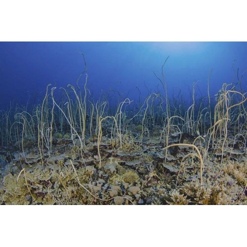 Indonesia, Papua, Cenderawasih Bay Soft coral